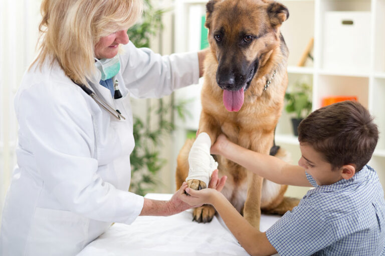 4 home remedies to relieve joint pain in dogs