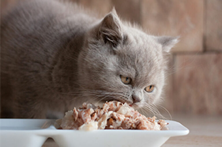 4 factors to remember while buying cat food