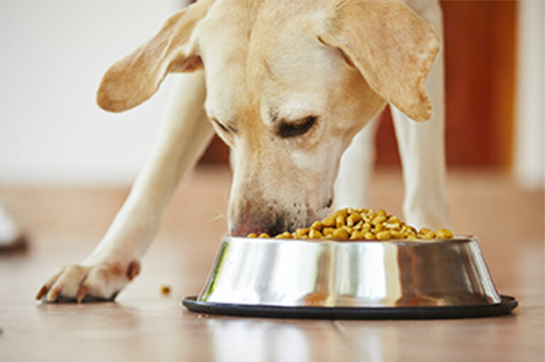 5 tips to choose the right dog food