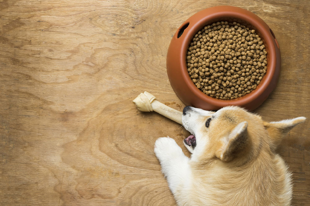 10 dog food deals to check out on Black Friday 2022