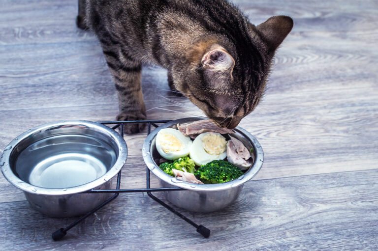 7 human foods that are safe for pet cats