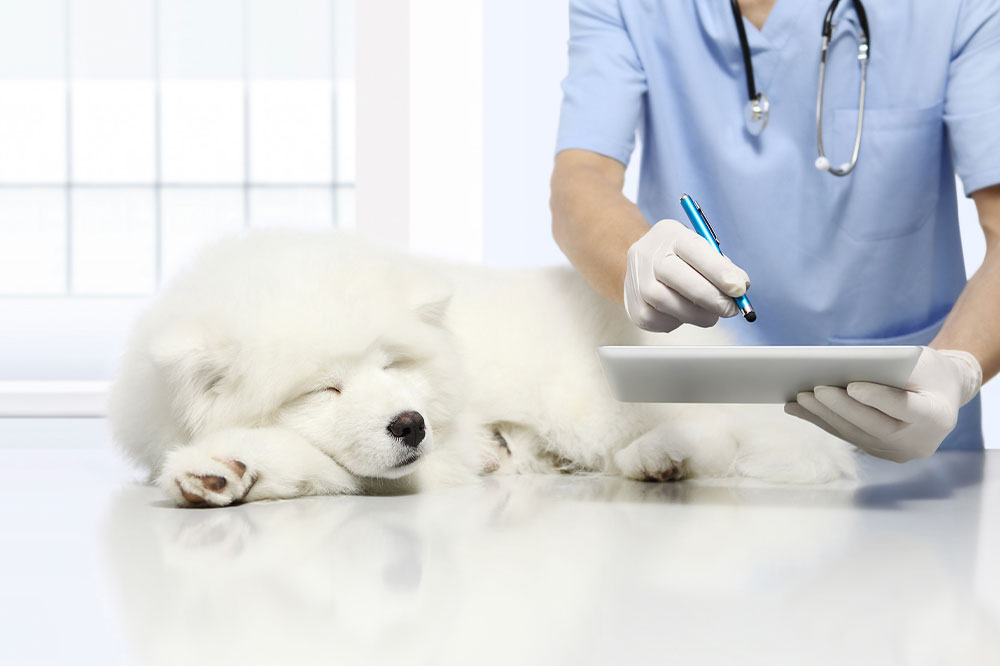 4 signs that one&#8217;s pet dog is sick