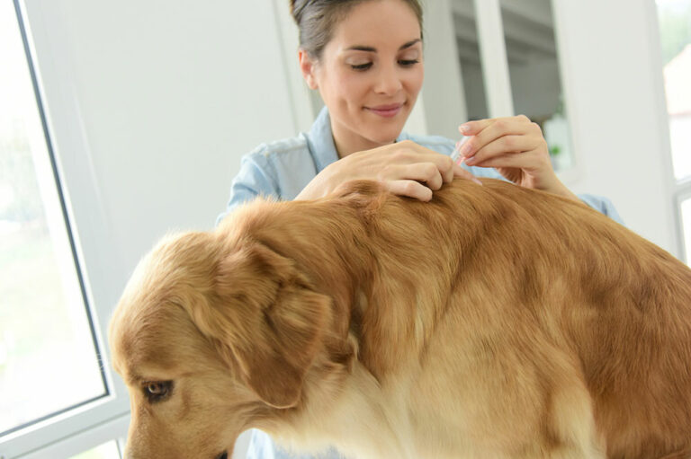 6 tips to help manage fleas and ticks in dogs